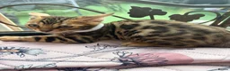 Bengal cats for sale: Quality kittens Bengal for sale in Harrow - Advert 11