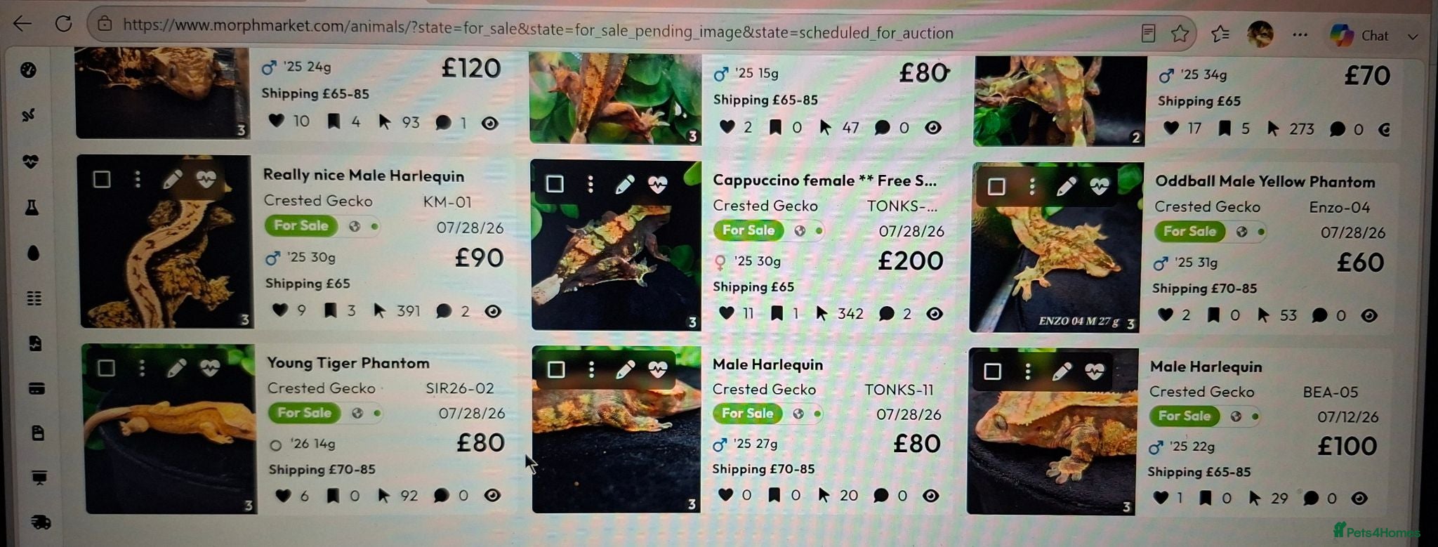 Gecko reptiles Beautiful Crested Geckos ready for new homes  - Advert 2