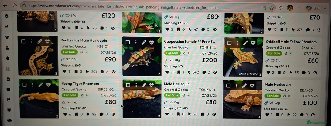 Gecko reptiles for sale: Beautiful Crested Geckos ready for new homes  - Advert 2