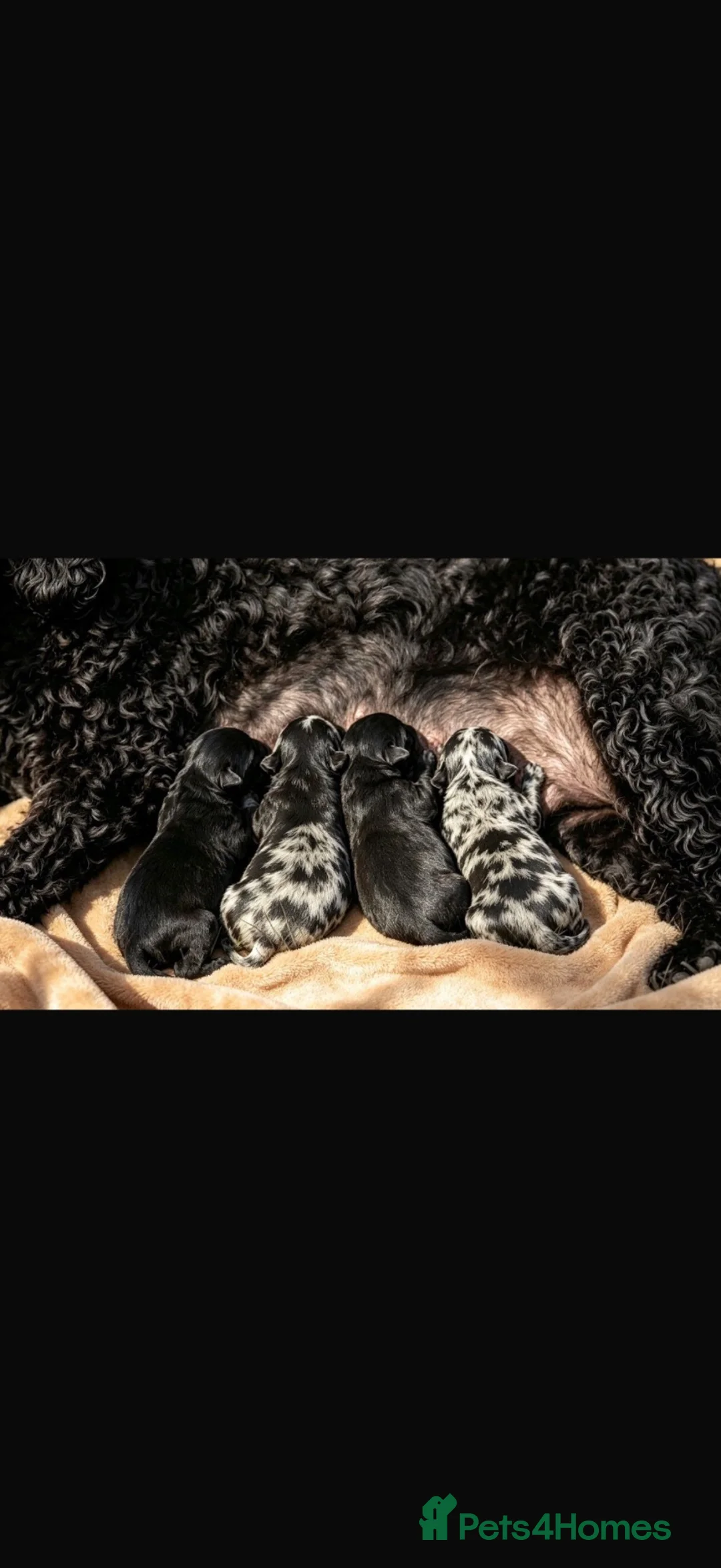 Cockapoo dogs for sale: Cockapoodle - Advert 1