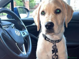 Golden Retriever dogs Golden Retriever Labrador - Advert 1