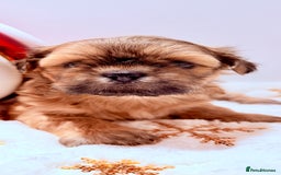 Shih Tzu dogs for sale: 3x Beautiful Pedigree Imperial Shih Tzu Girls - Advert 24