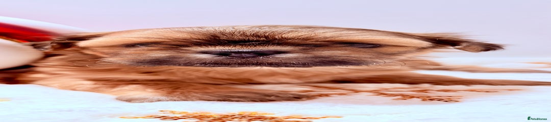 Shih Tzu Puppy 2 Mable