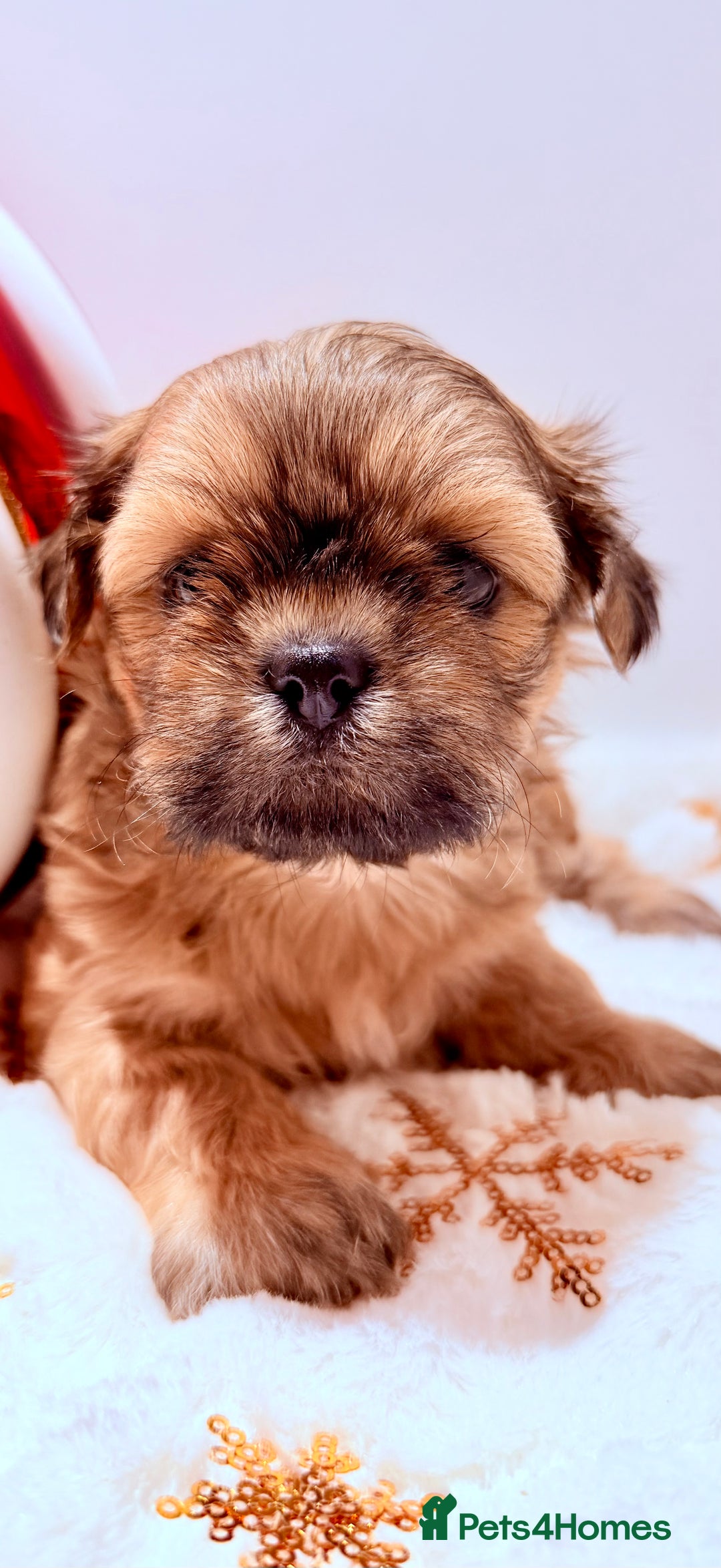 Shih Tzu dogs for sale: 3x Beautiful Pedigree Imperial Shih Tzu Girls - Advert 24