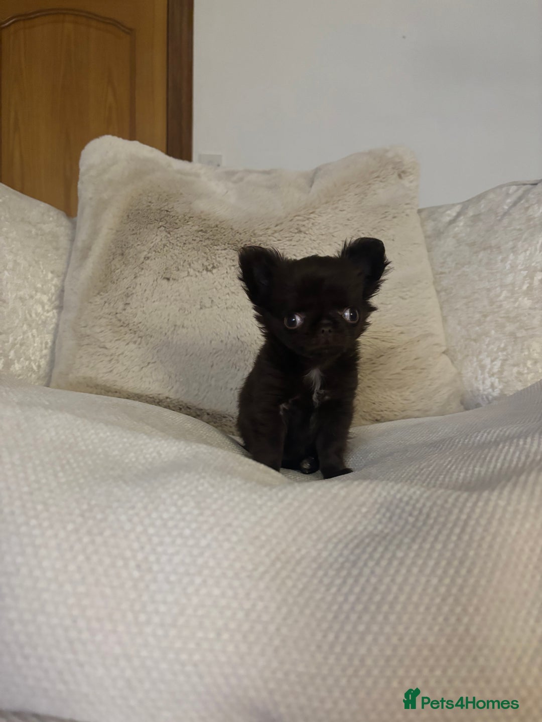 Chihuahua dogs for sale: Tiny long haired chihuahua girl !  - Advert 1