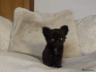 Chihuahua dogs Tiny long haired chihuahua girl ! - Advert 5