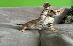 Bengal cats for sale: Gorgeous Pure Bengal Kittens Ready To Go! ❤️ - Image 19