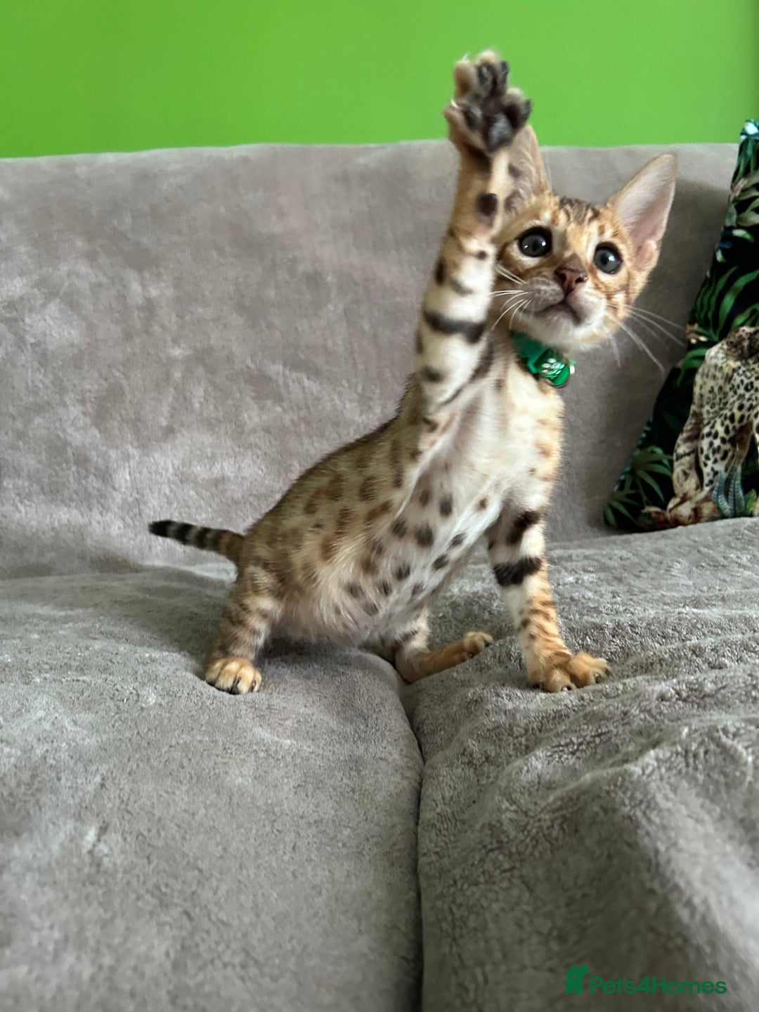 Bengal cats for sale: Gorgeous Pure Bengal Kittens Ready To Go! ❤️ - Image 19