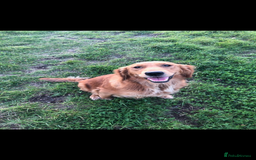 Golden Retriever dogs for sale: Beautiful Health Tested Puppies  - Image 15