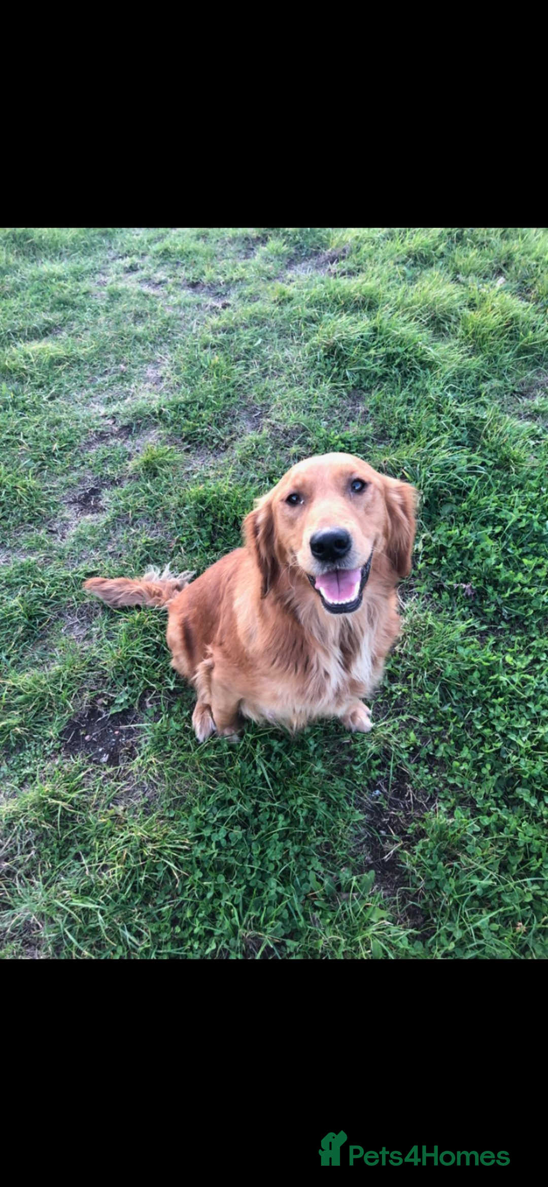 Golden Retriever dogs for sale: Beautiful Health Tested Puppies  - Image 15