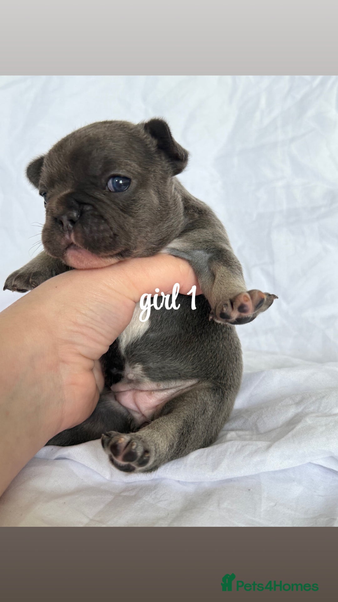 French Bulldog dogs for sale: Pedigree Puppies ❤️ - Image 6