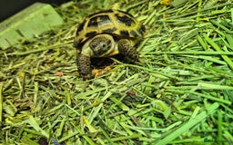 Tortoise reptiles for sale: Horsefield tortoise  - Image 6