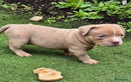 American Bully dogs for sale: Champagne, Chocolate, Merle Micro Pocket Bullys  in Wilmslow - Image 22