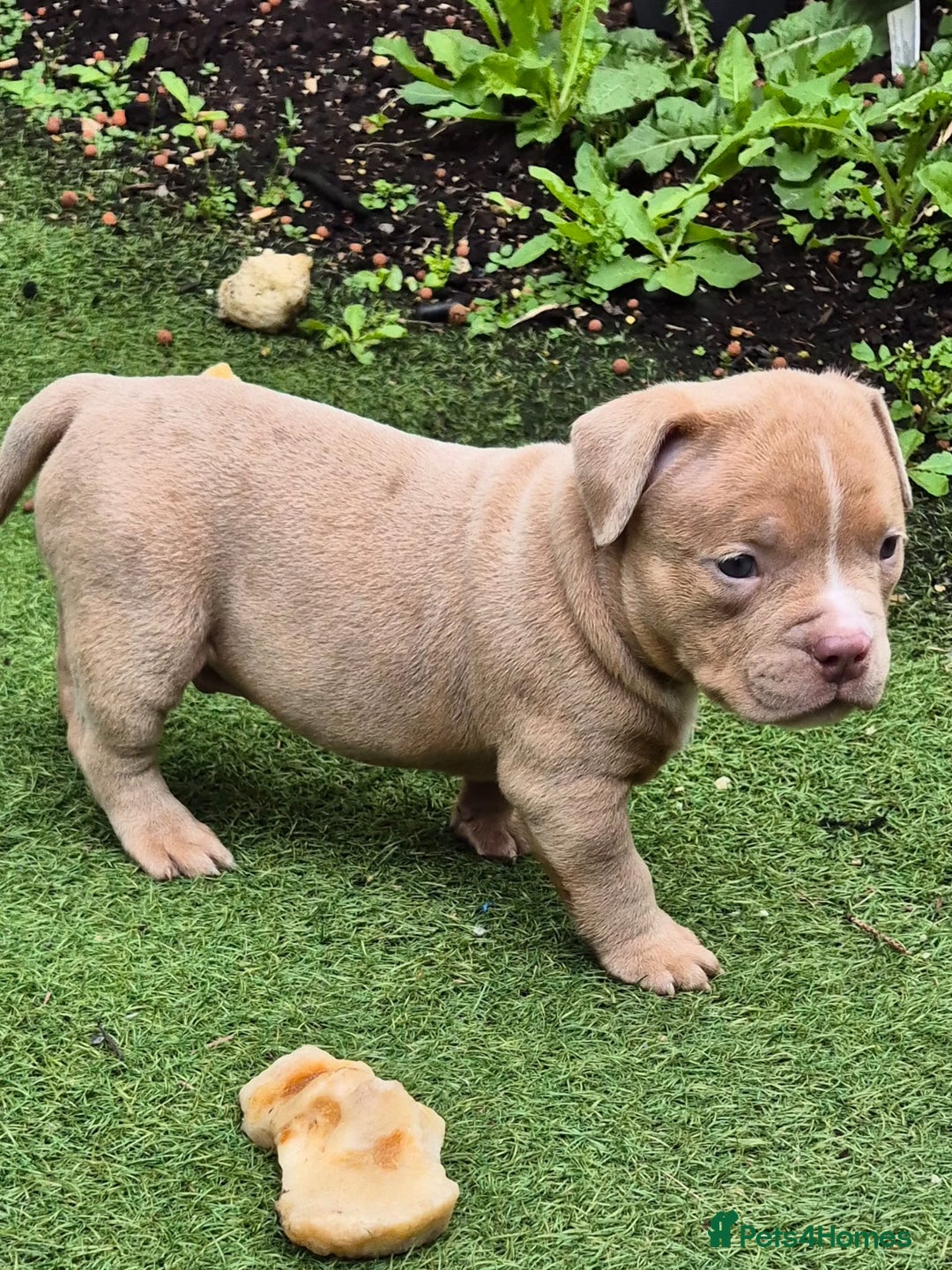 American Bully dogs for sale: Champagne, Chocolate, Merle Micro Pocket Bullys  in Wilmslow - Image 22