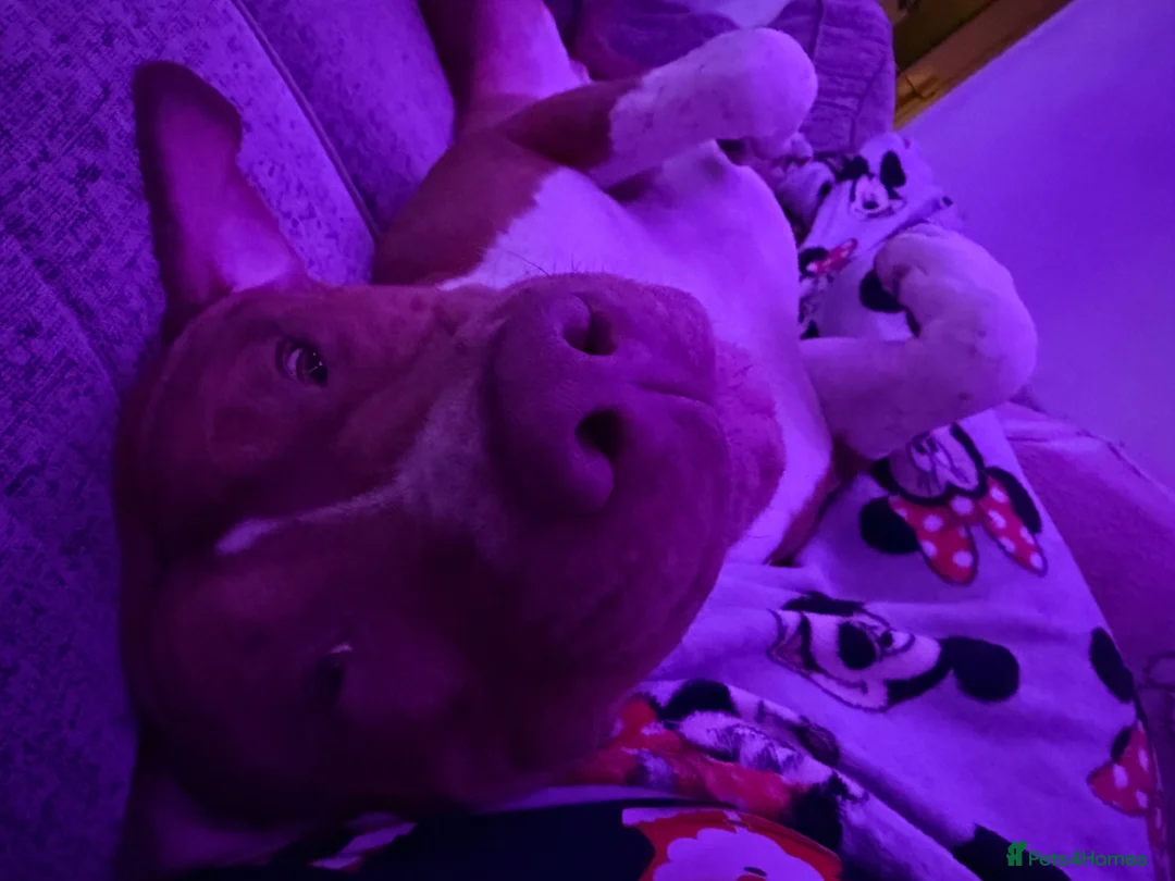 Mixed Breed dogs for sale: Scoobie in Leeds - Advert 2