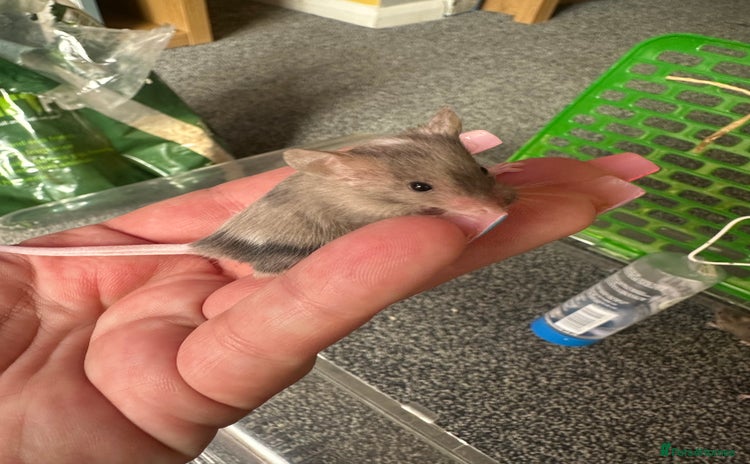Mouse rodents - Advert 5