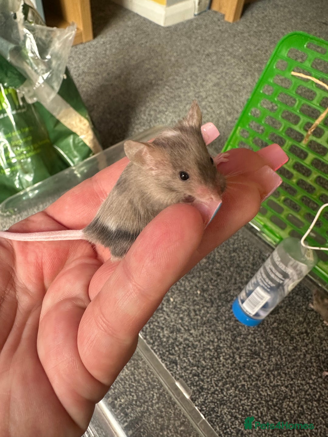 Mouse rodents for sale: Fancy mice  - Image 1