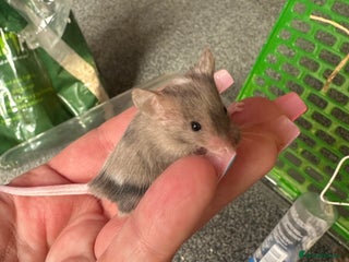 Mouse rodents - Advert 11