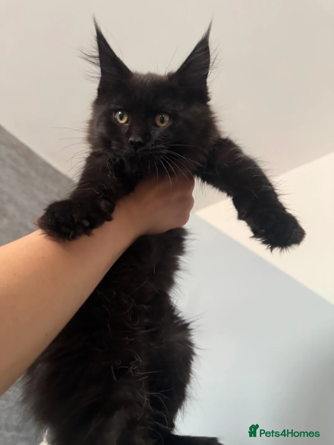 Maine Coon cats for sale: Beautiful Maine Coon Kittens  - Advert 2