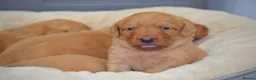 Labrador Retriever dogs for sale: Chunky Fox Red Labrador Puppies  - Advert 6