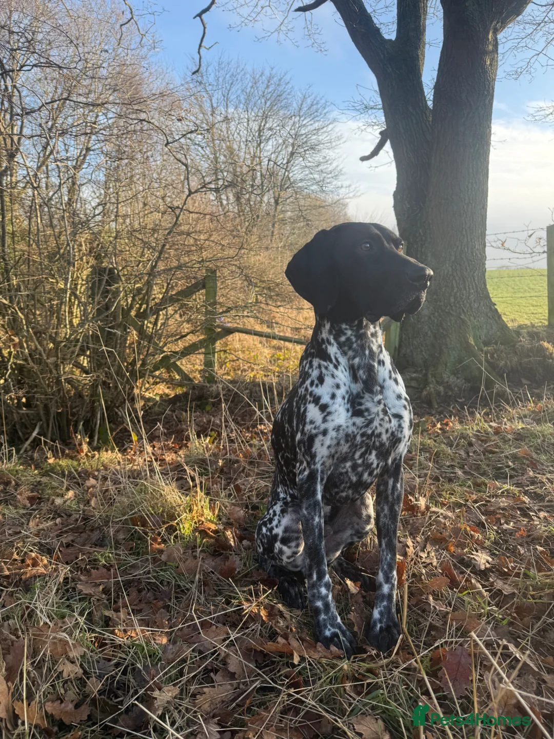 German Shorthaired Pointer dogs for stud: Exceptional lines, KC reg fully health tested stud - Advert 2