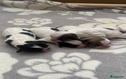 Shih Tzu dogs for sale: ⭐️Beautiful  Shih~Tzu puppies Ready 3rd October🐾 - Image 14