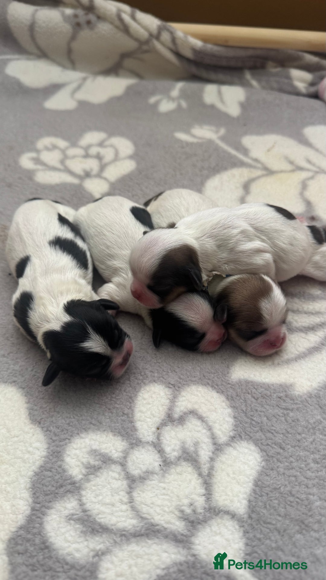 Shih Tzu dogs for sale: ⭐️Beautiful  Shih~Tzu puppies Ready 3rd October🐾 - Image 14