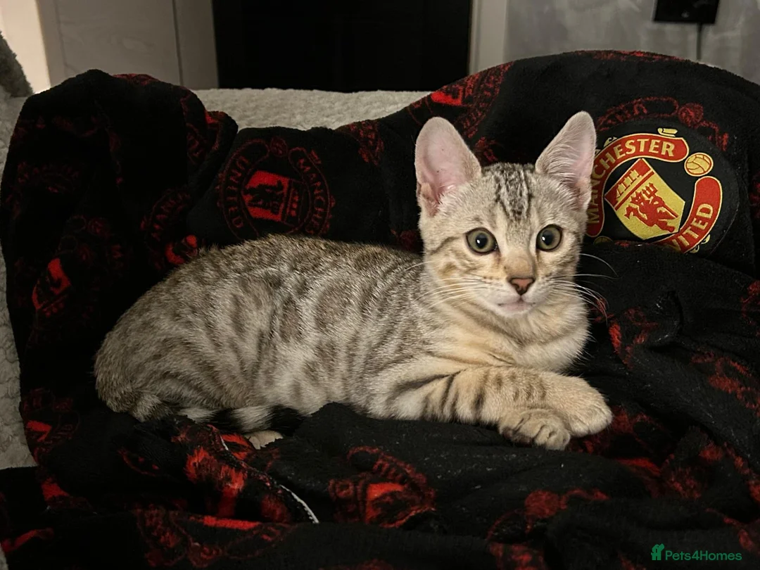 Bengal cats for sale: Snow Bengal rosettes lynx in Preston - Advert 3