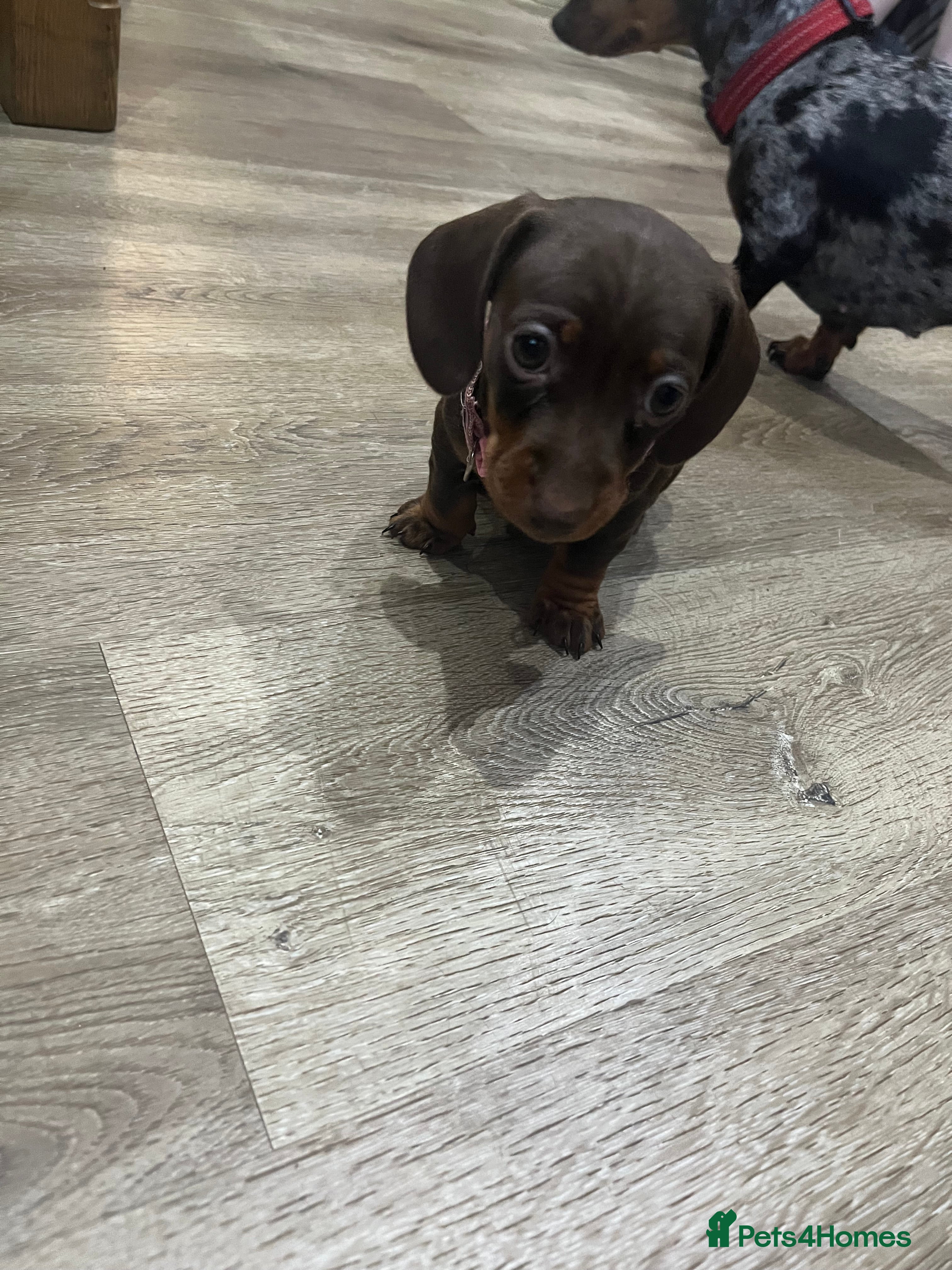 Miniature Dachshund dogs 🩷miniature dachshunds - Advert 8