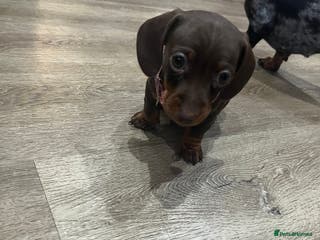 Miniature Dachshund dogs 🩷miniature dachshunds - Advert 8