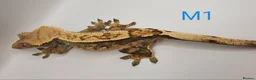 Gecko reptiles for sale: Sub adult crested geckos - Advert 2
