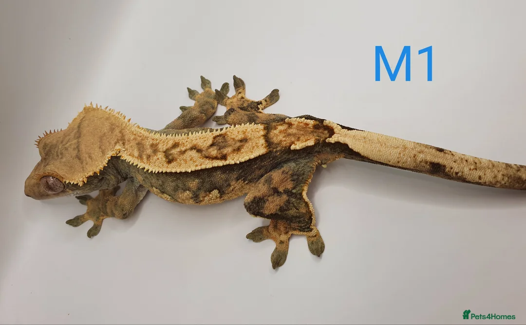 Gecko reptiles for sale: Sub adult crested geckos - Advert 2