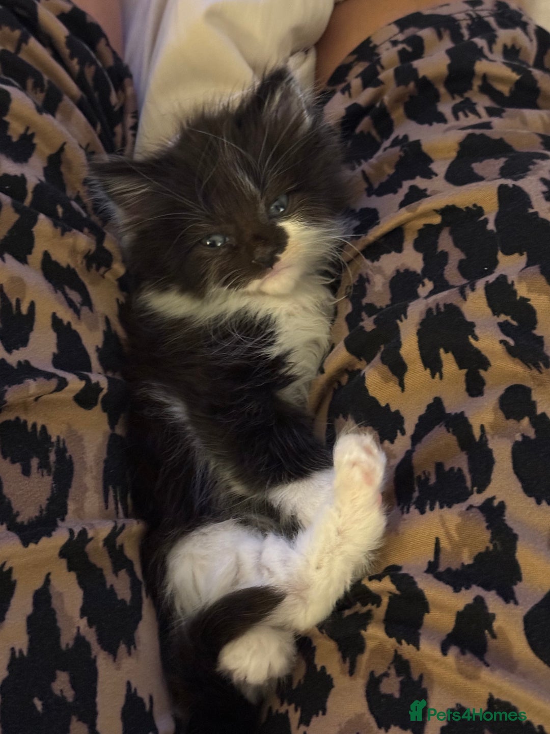 Mixed Breed cats for sale: 8 week old fluffy girl kitten - Image 2