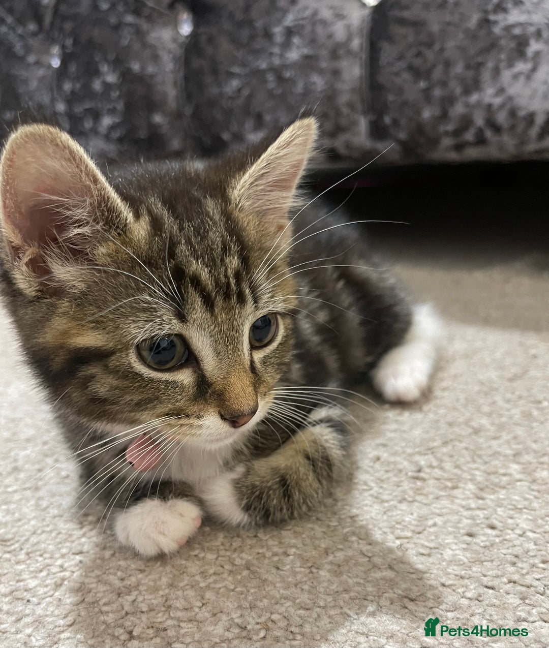 Domestic Shorthair cats for sale: Kitten for sale  - Image 2