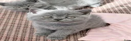 British Shorthair cats for sale: GCCF reg British Shorthair kittens ready to go now - Advert 13
