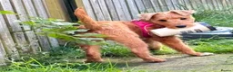 Lakeland Terrier dogs for sale: Lakeland terrier female. in Glasgow - Advert 3