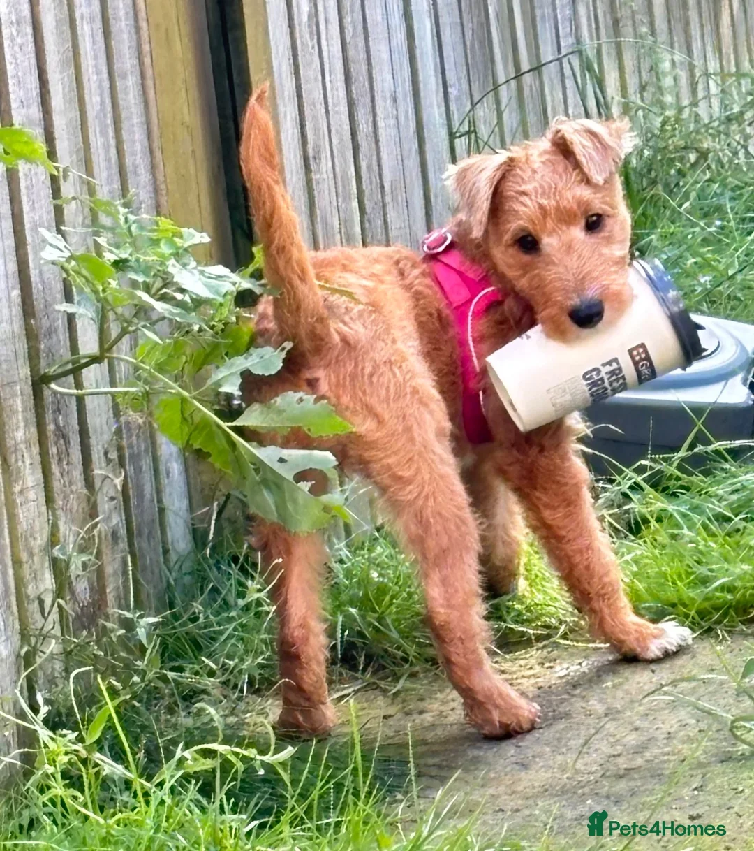 Lakeland Terrier dogs for sale: Lakeland terrier female. in Glasgow - Advert 3