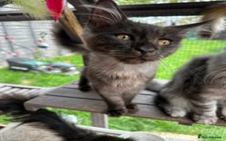 Maine Coon cats for sale: FULL Mainecoon kittens  - Image 2