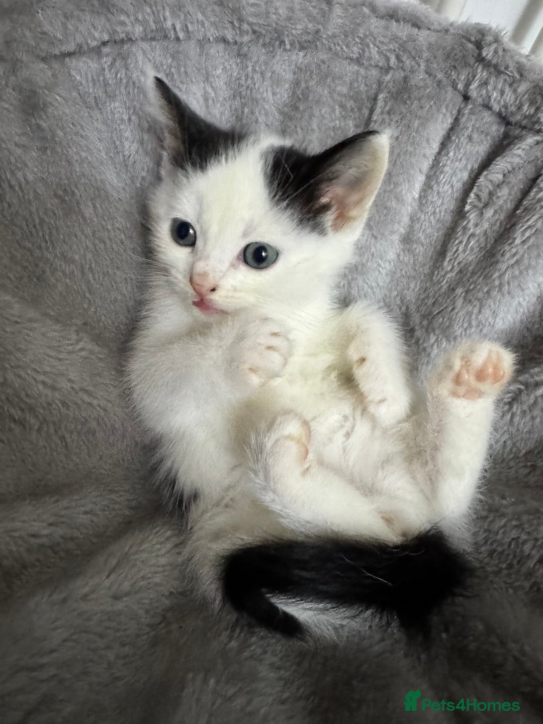 Mixed Breed cats for sale: Kittens for sale  - Advert 4