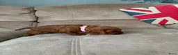 Cavapoo dogs for sale: Cavapoo puppies for sale  - Advert 13
