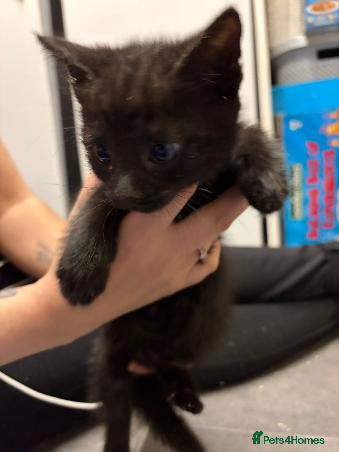 Mixed Breed cats for sale: 1 beautiful female kitten left ready now.  - Advert 3