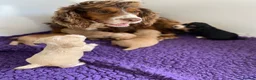 Cocker Spaniel dogs for sale: Beautiful KC Working Cocker Spaniel Puppies. - Advert 6
