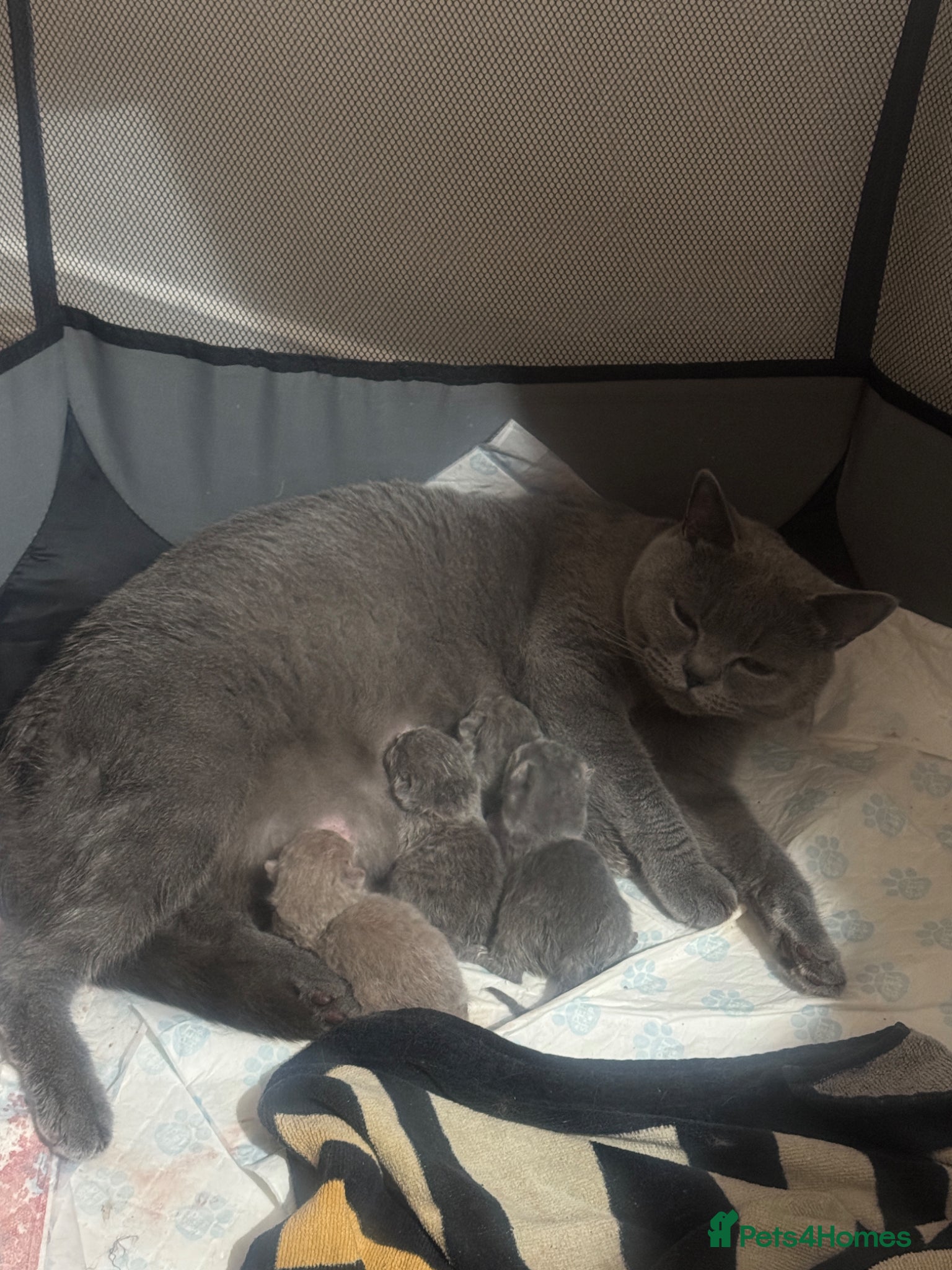 British Shorthair cats for sale: Beautiful British shorthair kittens  - Advert 19