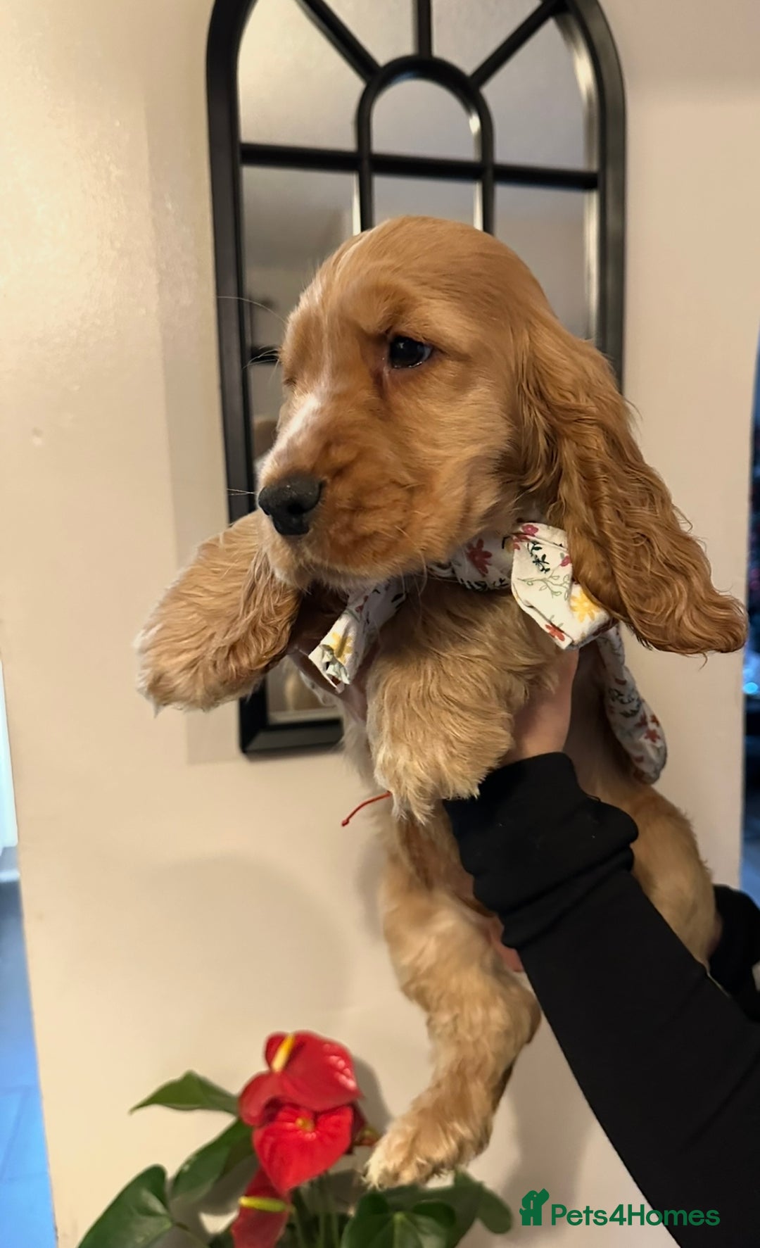 Cocker Spaniel dogs for sale: KC Golden Show Cocker Spaniel  READY TO GO! - Advert 37