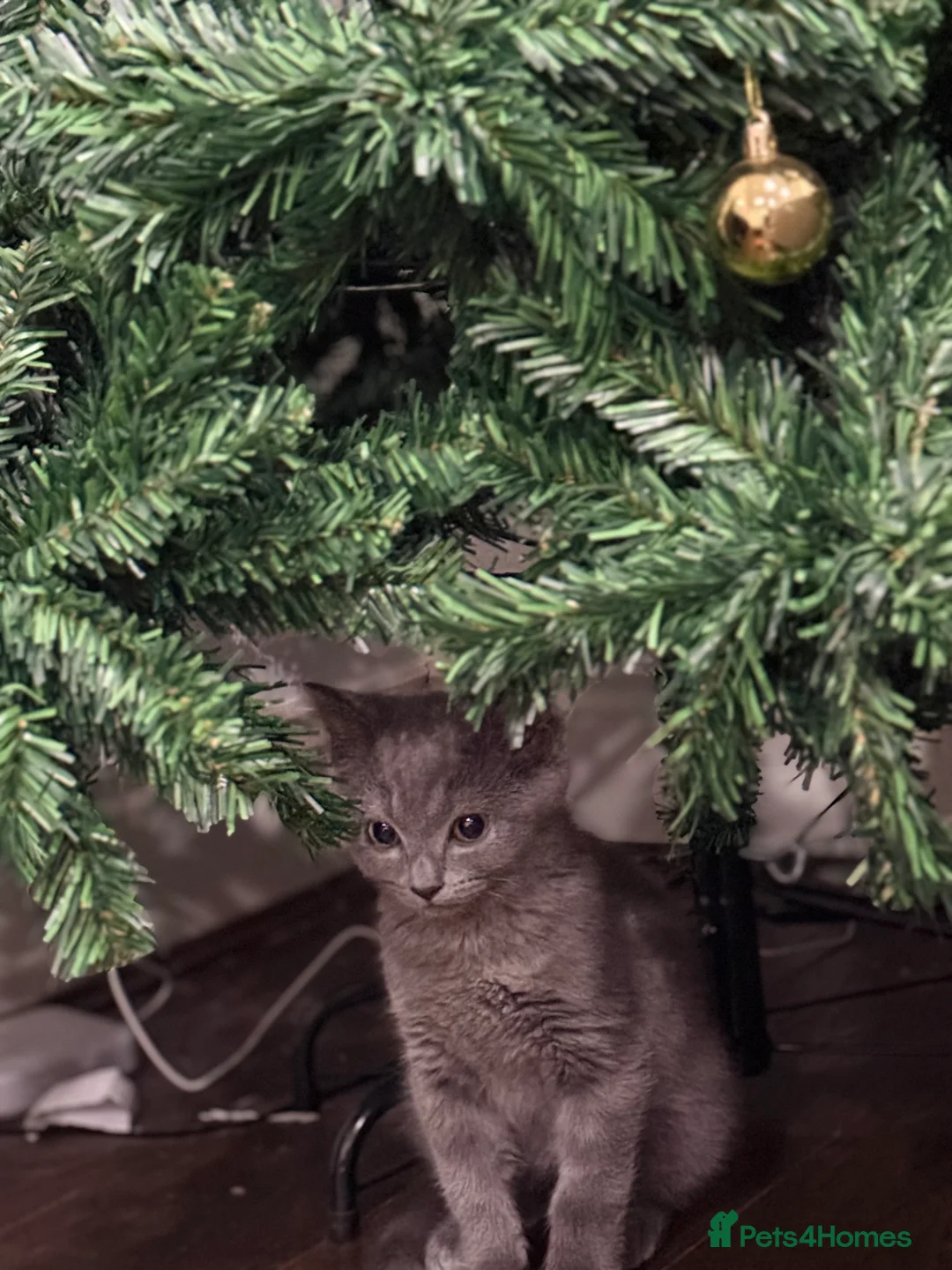 British Shorthair cats for sale: Velvet, British shorthair lovely kitten🥹 - Advert 3