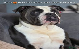 Mixed Breed dogs for sale: Old english bulldross cross american bulldog 😍❤️  - Advert 21