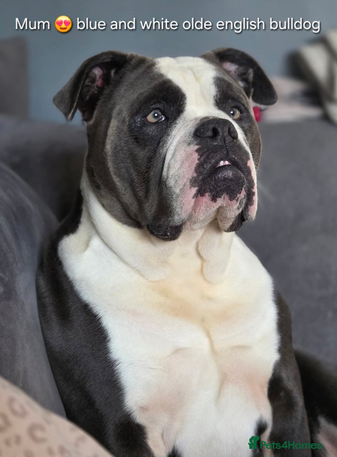 Mixed Breed dogs for sale: Old english bulldross cross american bulldog 😍❤️  - Advert 21