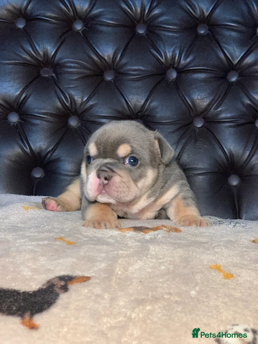 English Bulldog dogs for sale: Beautiful pedigree English bulldogs pups - Advert 2