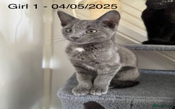 Domestic Shorthair cats for sale: x3 Beautiful and Playful Kittens - Image 1