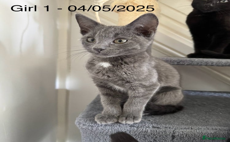 Domestic Shorthair cats - Advert 1